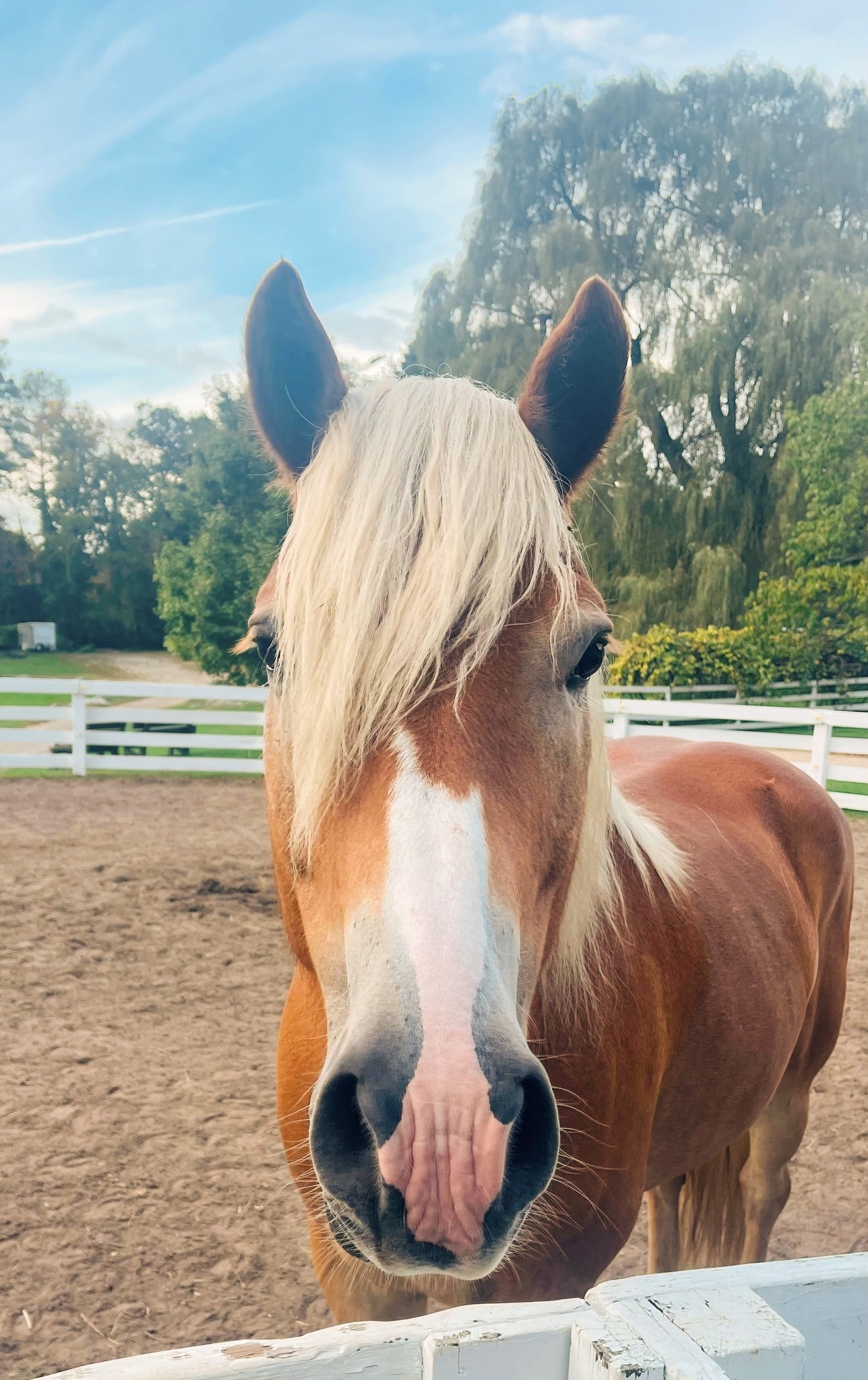 Enzo the Horse 2