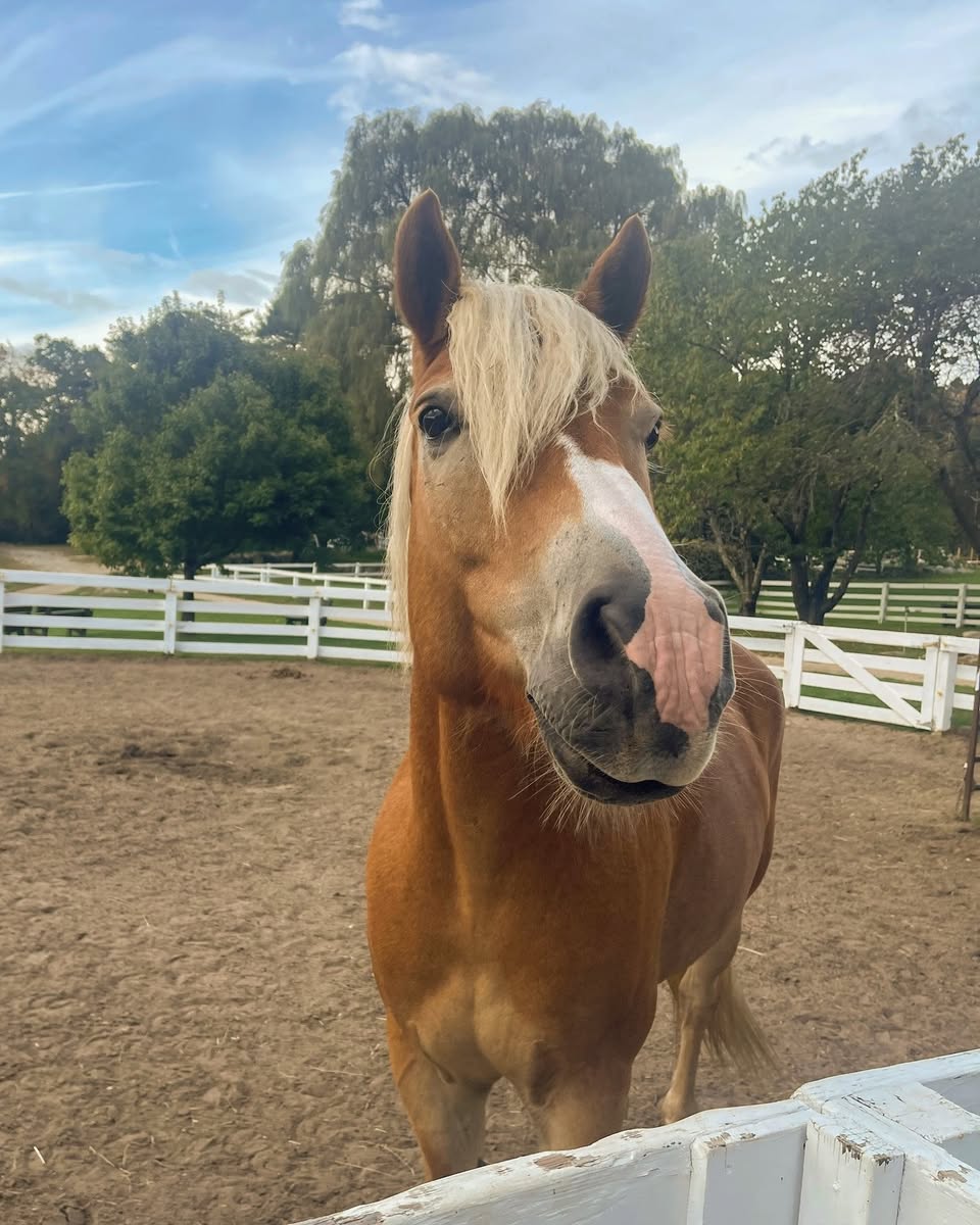 Enzo the Horse